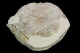 Fossil Tortoise (Testudo) - South Dakota #129248-4